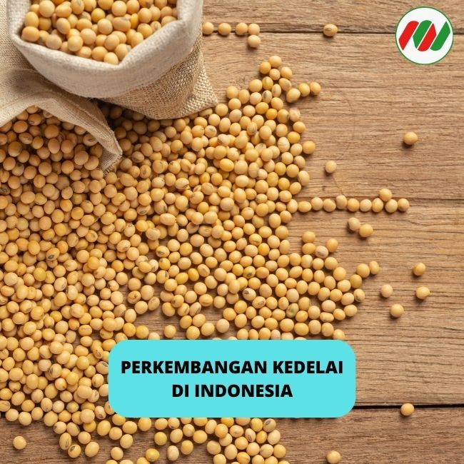 Informasi Ini Membahas Tentang Perkembangan Kedelai di Indonesia